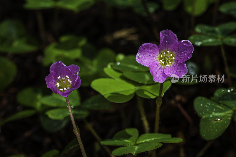 Oxalis oregana，又名红木酢浆草(redwood sorrel)或俄勒冈州酢浆草(Oregon Oxalis)，是酢浆草科(Oxalidaceae)的一种，原产于北美西部潮湿的道格拉斯冷杉(Douglas-fir)和海岸红木森林。杰克逊示范州立森林;Mendoci